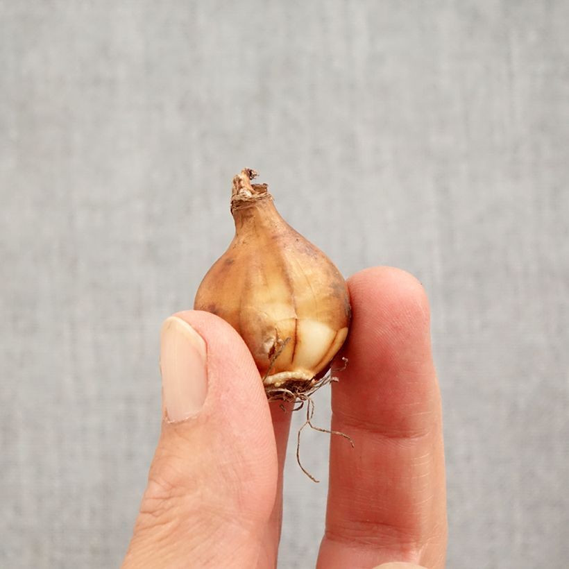 Exemplaar van Narcissus Arctic Bells - Bolbuikige Narcis Bol kaliber 7+ zoals geleverd in de herfst