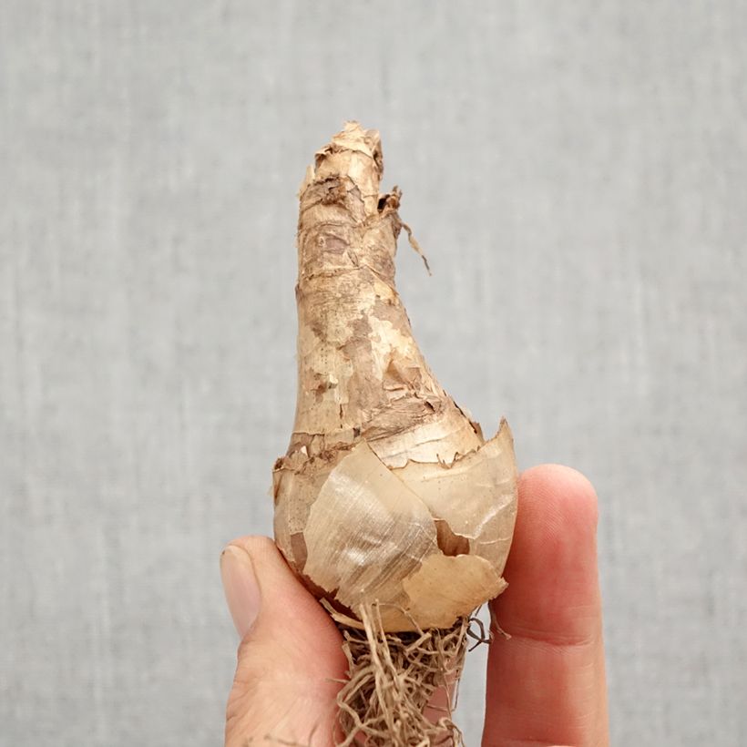 Exemplaar van Narcissus Cassata - Narcis Bol kaliber 12+ zoals geleverd in de herfst