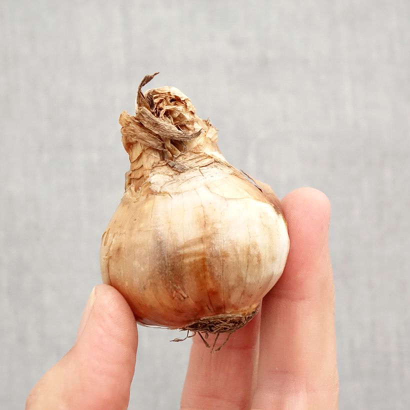 Exemplaar van Narcissus Chantilly - Grootkronige narcis Bol kaliber 12+ zoals geleverd in de herfst