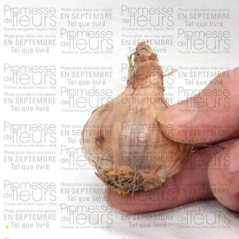 Voorbeeld van een exemplaar van Narcisse Curlew Bulbe calibre 10+ zoals geleverd