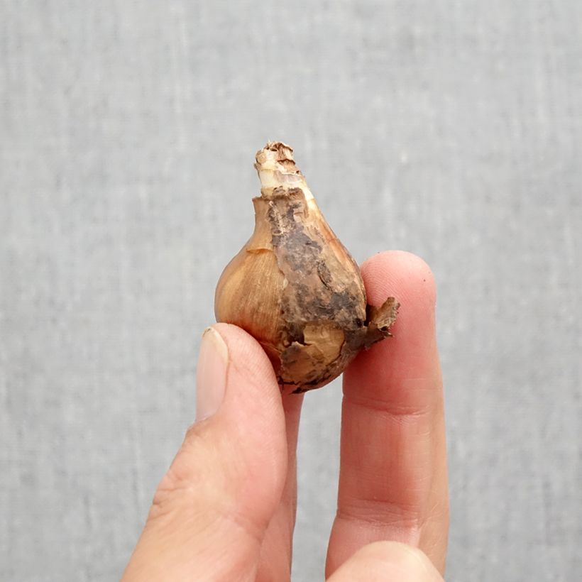 Exemplaar van Narcissus Curlew - Trompetnarcis Bol kaliber 10+ zoals geleverd in de herfst