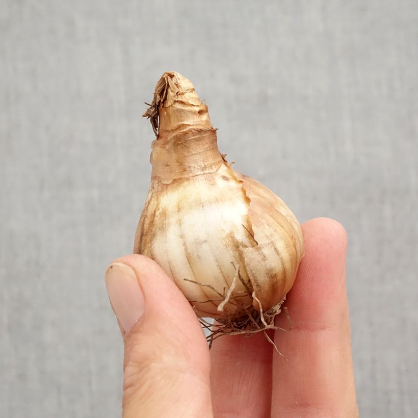 Exemplaar van Narcissus cyclamineus Rapture - Cyclamen-narcis Bol kaliber 12+ zoals geleverd in de herfst