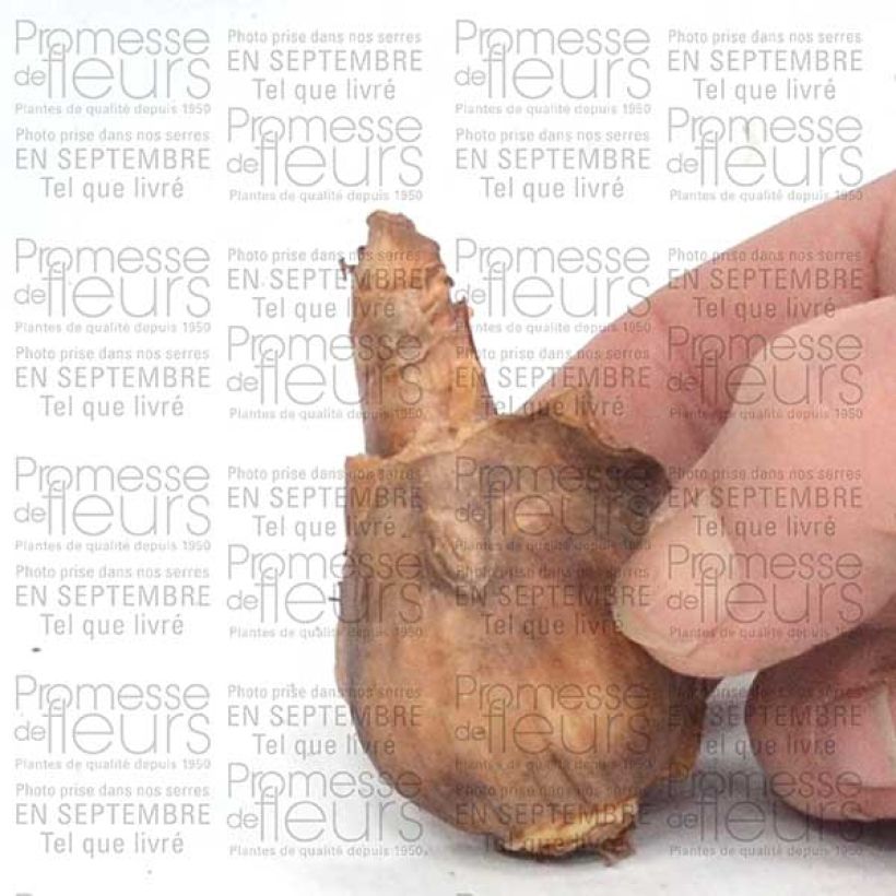 Voorbeeld van een exemplaar van Narcisse Dutch Master Bulbe calibre 12+ zoals geleverd