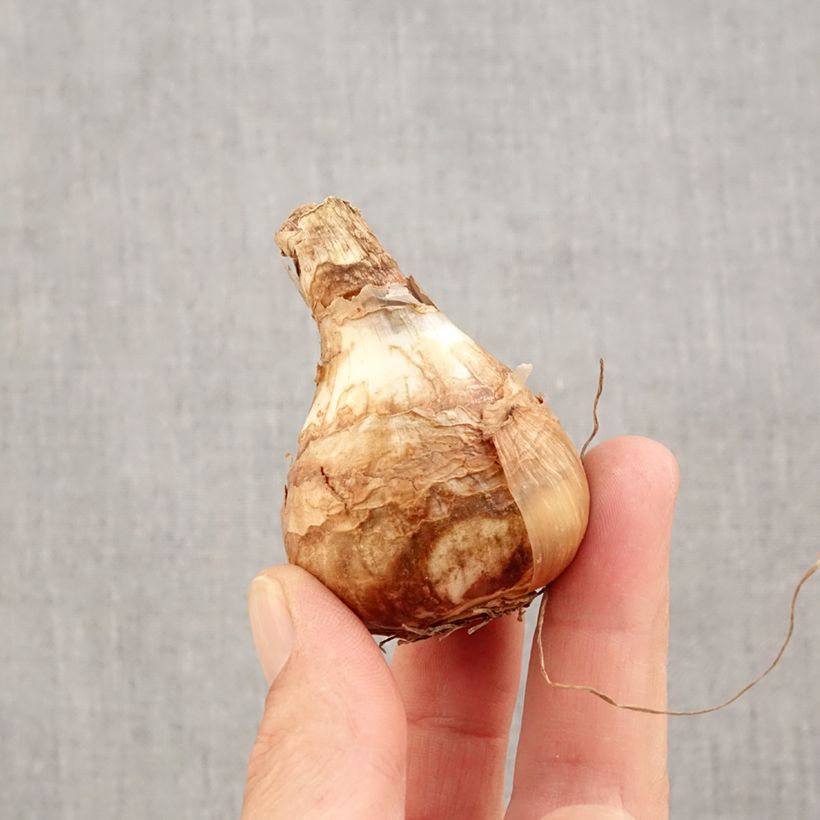 Exemplaar van Narcissus Early Sensation - Trompetnarcis Bol kaliber 14+ zoals geleverd in de herfst