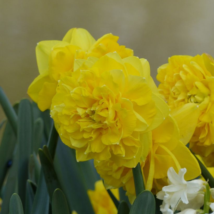 Narcissus Easter Tide - Dubbele narcis (Bloei)