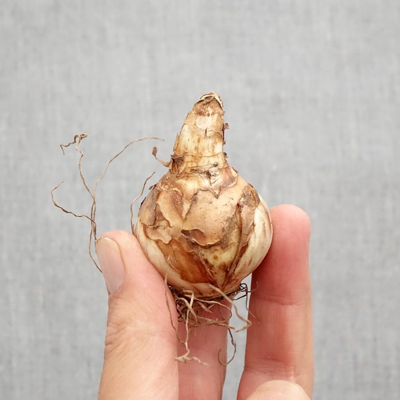 Exemplaar van Narcissus Easter Tide - Dubbele narcis Bol kaliber 12 zoals geleverd in de herfst