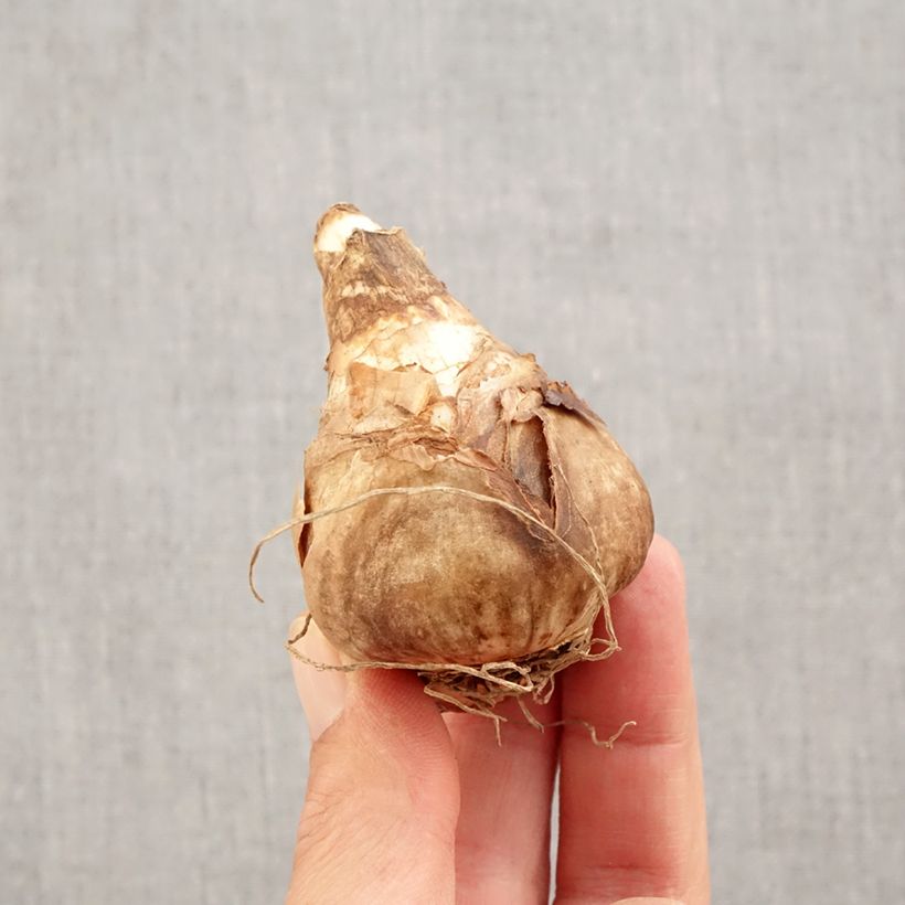 Exemplaar van Narcissus February Gold - Cyclamen-narcis Bol kaliber 14+ zoals geleverd in de herfst