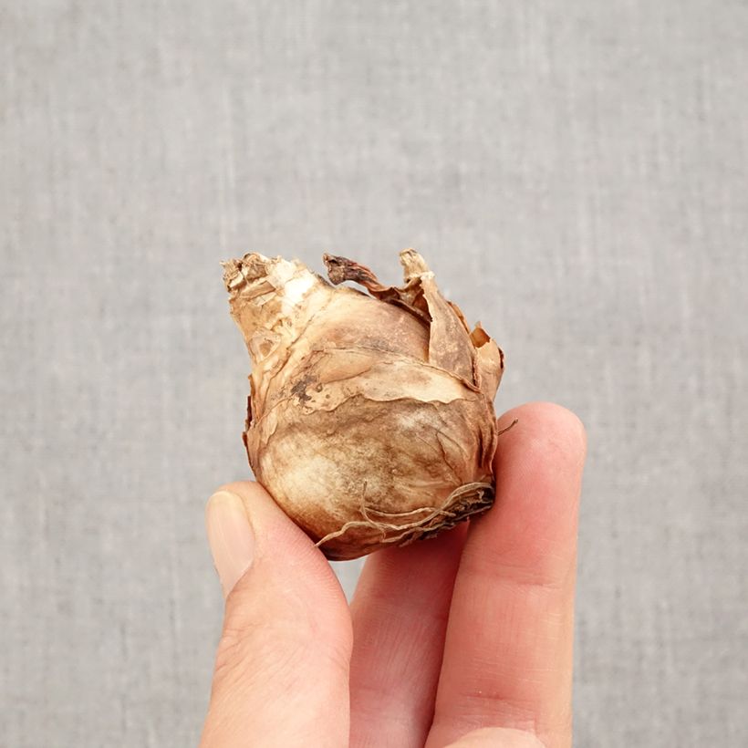 Exemplaar van Narcissus Finland - Grootkronige narcis Bol kaliber 14+ zoals geleverd in de herfst