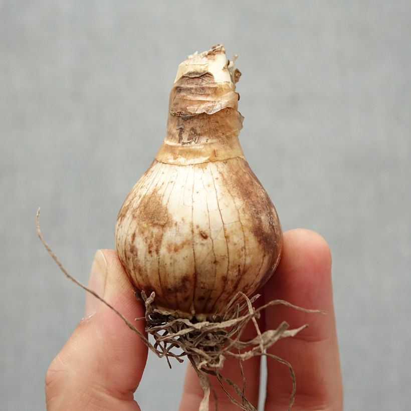 Exemplaar van Narcissus Foresight - Trompetnarcis Bol kaliber 22 zoals geleverd in de herfst