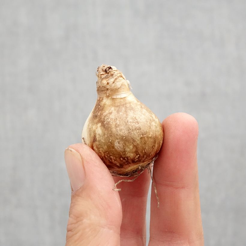 Exemplaar van Narcissus Galactic Star - Trompetnarcis Bol kaliber 10 zoals geleverd in de herfst