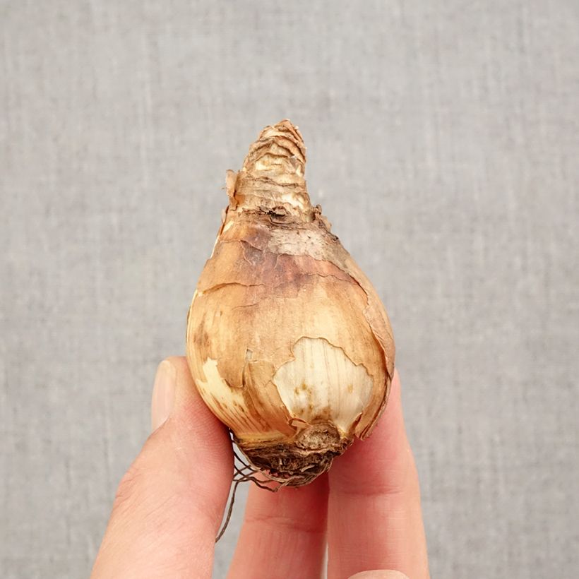 Exemplaar van Narcissus tazetta Double Gold Medal - Dubbele Tazetta-narcis Bol kaliber 14/16 zoals geleverd in de herfst