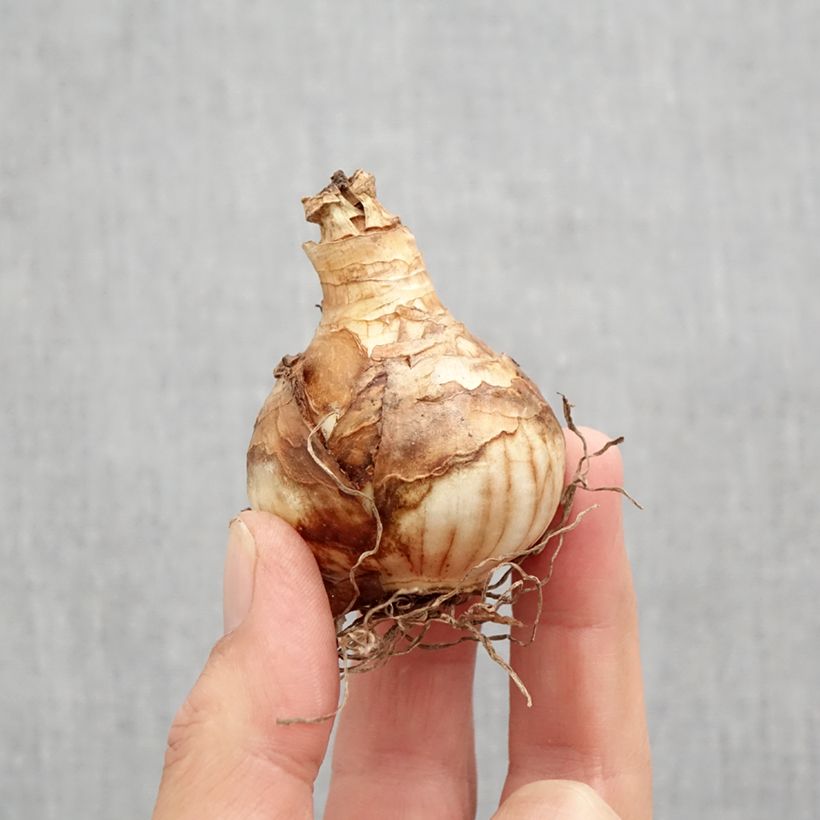 Exemplaar van Narcissus Heamoor - Dubbele narcis Bol kaliber 12 zoals geleverd in de herfst