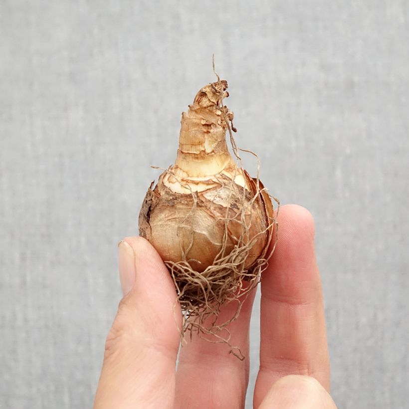 Exemplaar van Narcissus Ice Follies - Narcis Bol kaliber 12 zoals geleverd in de herfst