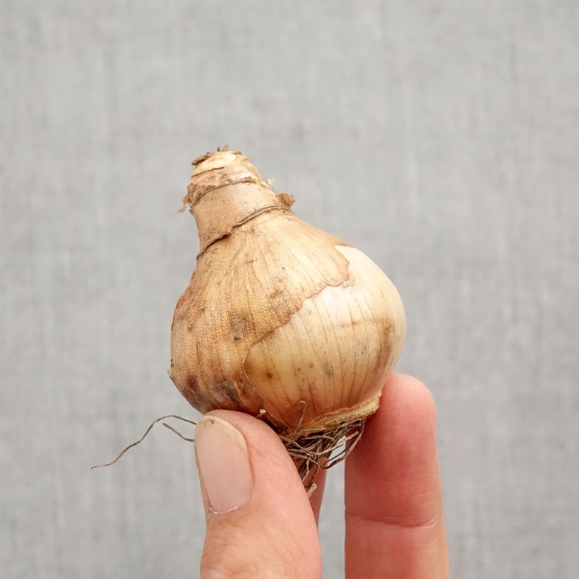 Exemplaar van Narcissus Ice King - Dubbele narcis Bol kaliber 12+ zoals geleverd in de herfst