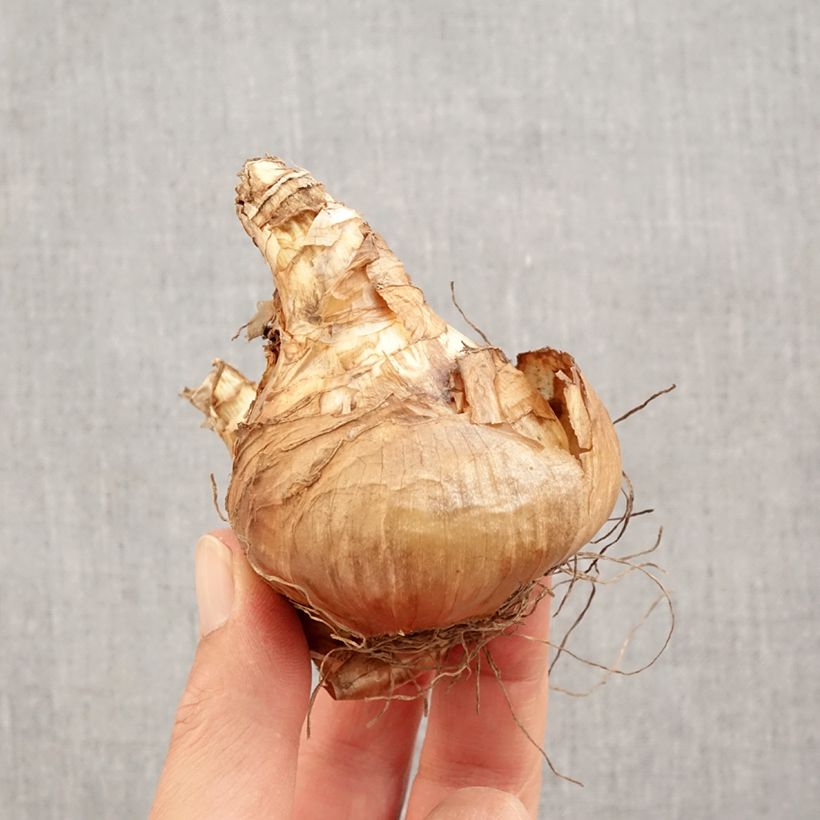 Exemplaar van Narcissus Janis Babson - Grootkronige narcis Bol kaliber 14+ zoals geleverd in de herfst