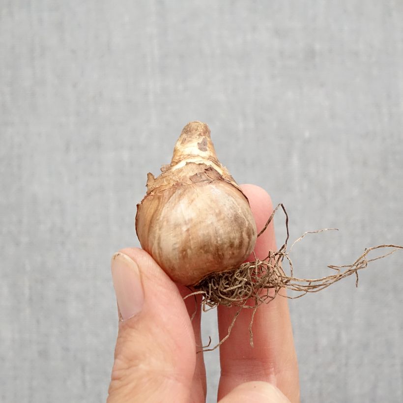 Exemplaar van Narcissus Katie Heath - Triandrus-narcis Bol kaliber 10+ zoals geleverd in de herfst
