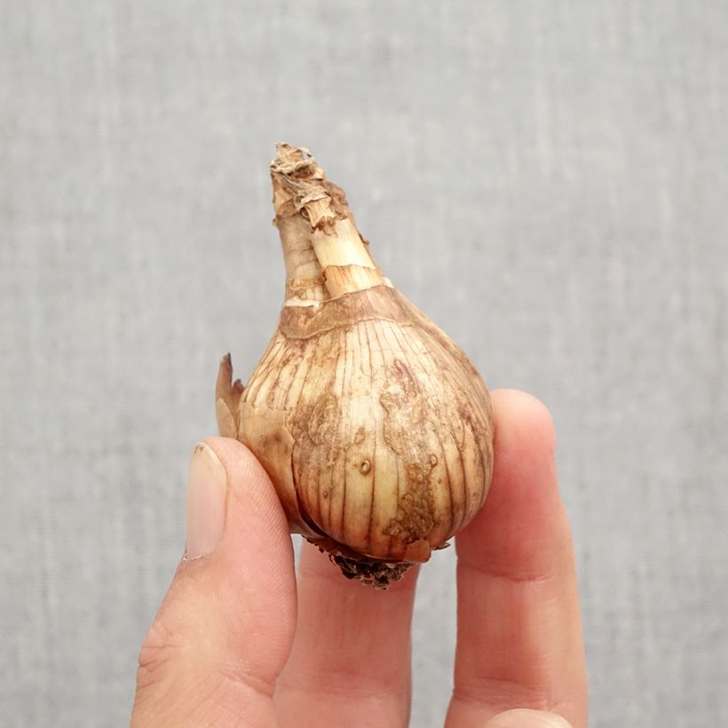 Exemplaar van Narcissus Lancaster - Grootkronige narcis Bol kaliber 12/14 zoals geleverd in de herfst