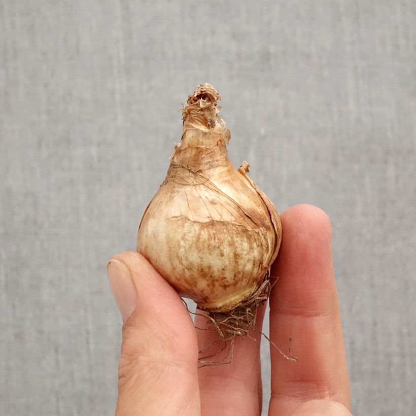 Exemplaar van Narcissus Lemon Beauty - Spleetkronige narcis Bol kaliber 12+ zoals geleverd in de herfst