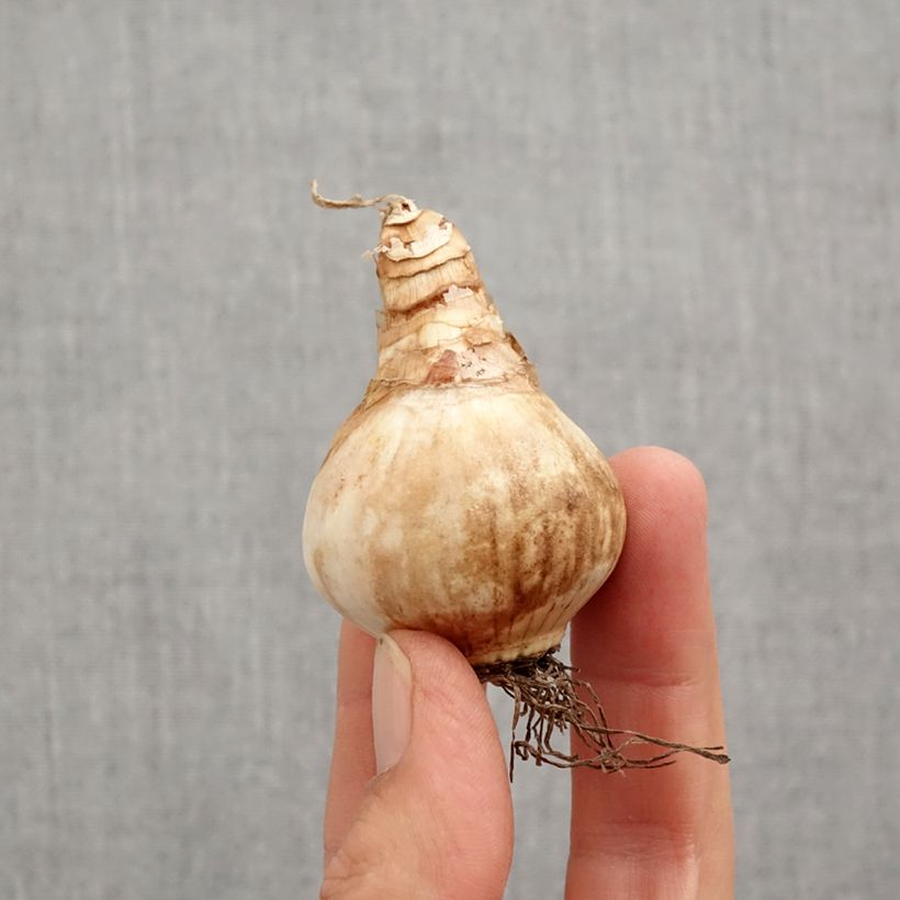 Exemplaar van Narcissus Loveday - Grootkronige narcis Bol kaliber 12+ zoals geleverd in de herfst