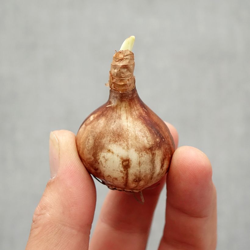 Exemplaar van Narcissus Martinette - Jonquilla narcis Bol size 12+ zoals geleverd in de herfst