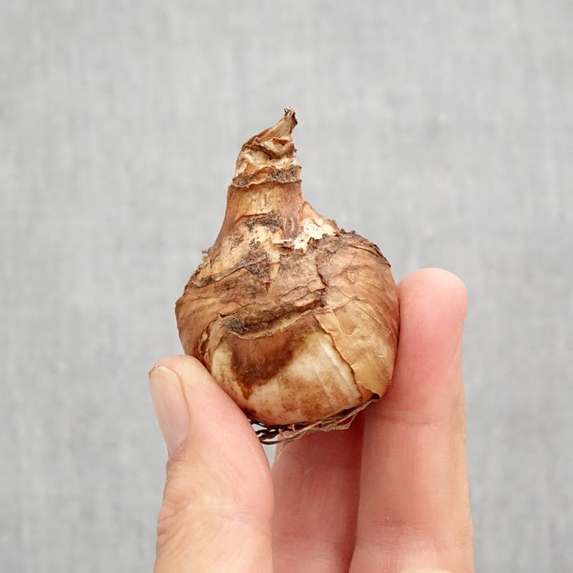 Exemplaar van Narcissus Misty Glen - Grootkronige narcis Bol kaliber 12 zoals geleverd in de herfst