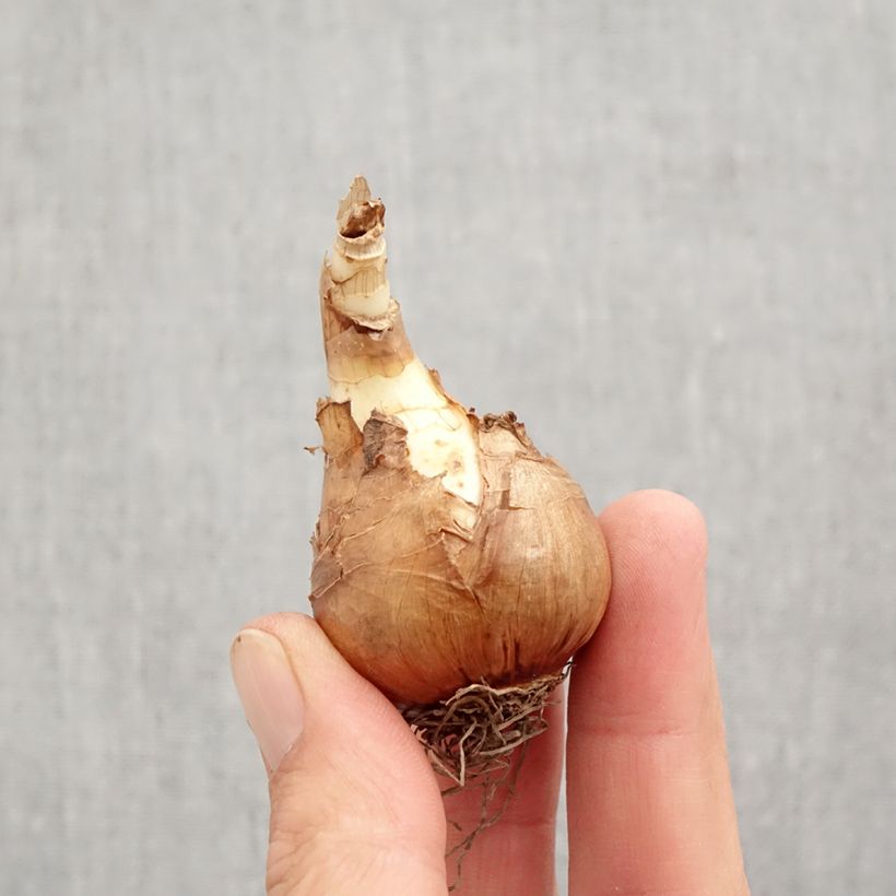 Exemplaar van Narcissus Mondragon - Grootkronige narcis Bol kaliber 12+ zoals geleverd in de herfst