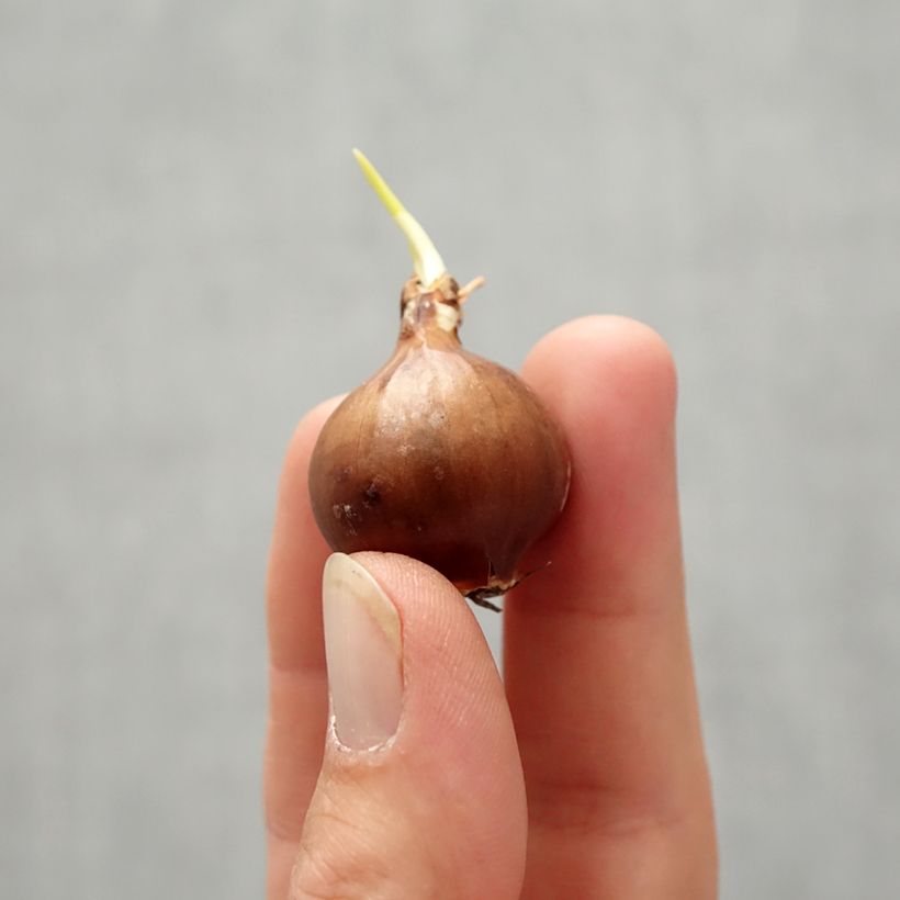 Exemplaar van Narcissus pseudonarcissus moschatus - Wilde narcis Bol kaliber 8/10 zoals geleverd in de herfst