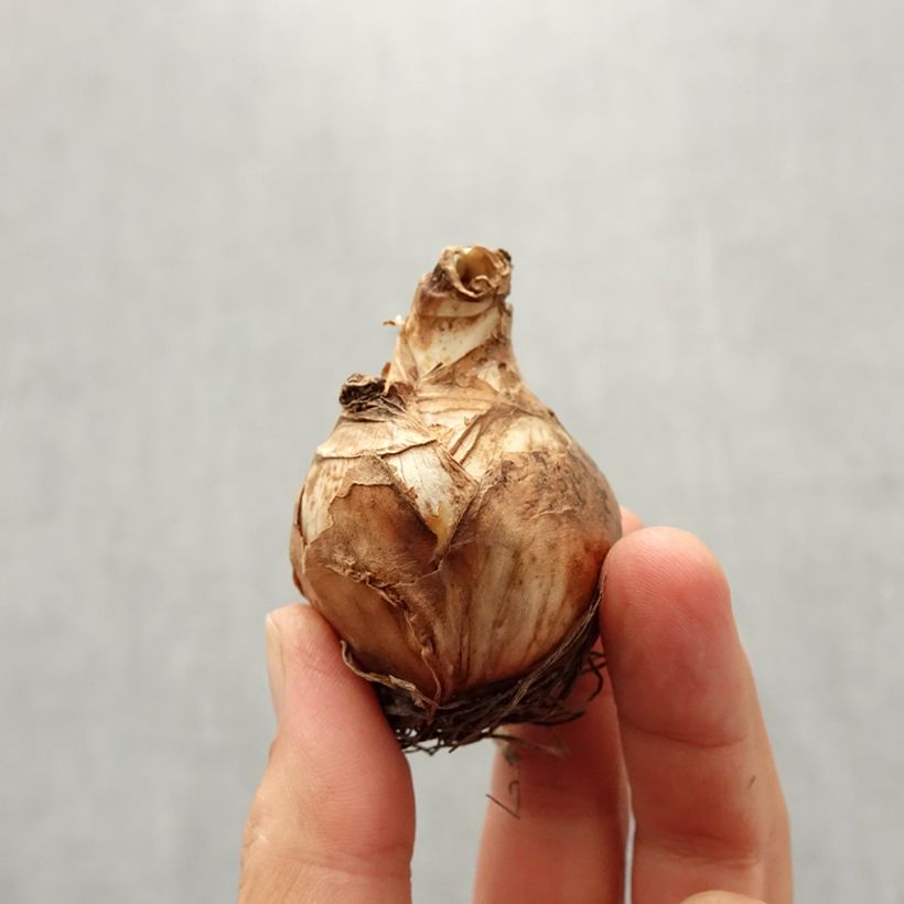 Exemplaar van Narcissus Obdam - Dubbele narcis Bol kaliber 14/16 zoals geleverd in de herfst