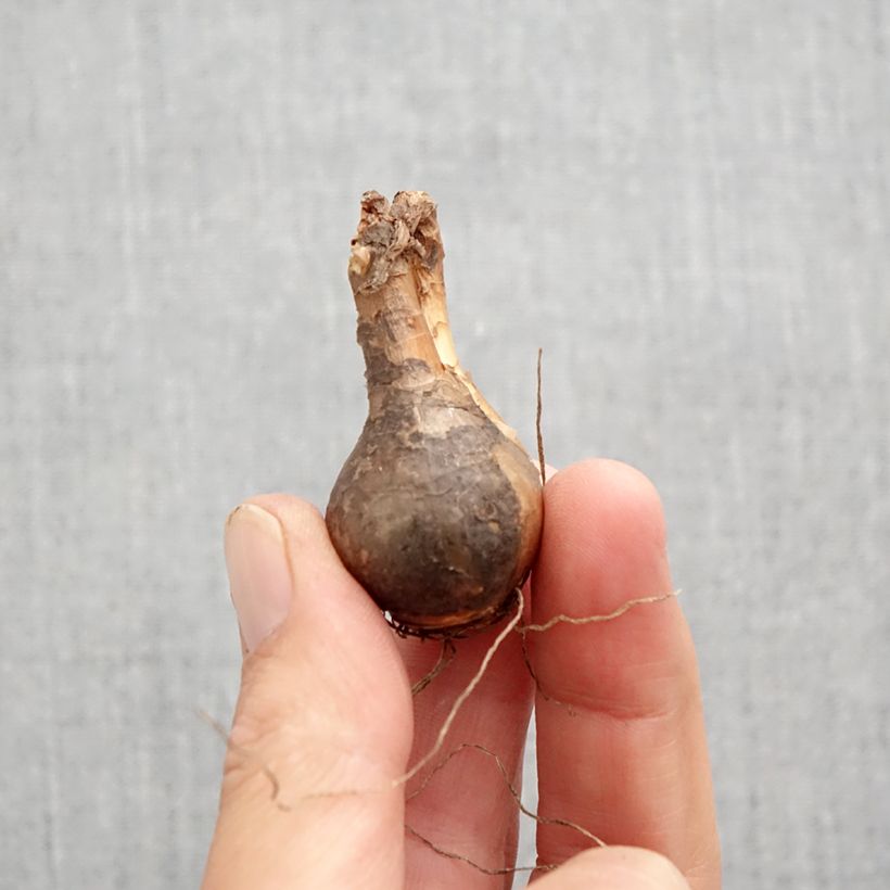 Exemplaar van Narcisse odorus Campernelle - Narcis Bol kaliber 10+ zoals geleverd in de herfst