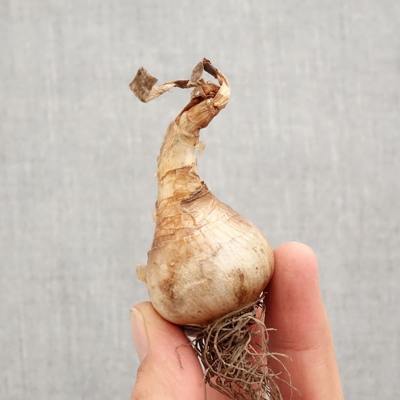 Exemplaar van Narcissus Apricot Whirl - Spleetkronige narcis Bol kaliber 12+ zoals geleverd in de herfst