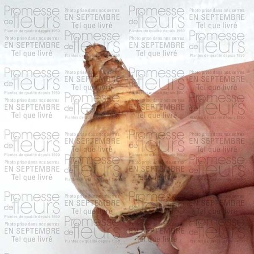 Voorbeeld van een exemplaar van Narcisse Parabole Bulbe calibre 12+ zoals geleverd