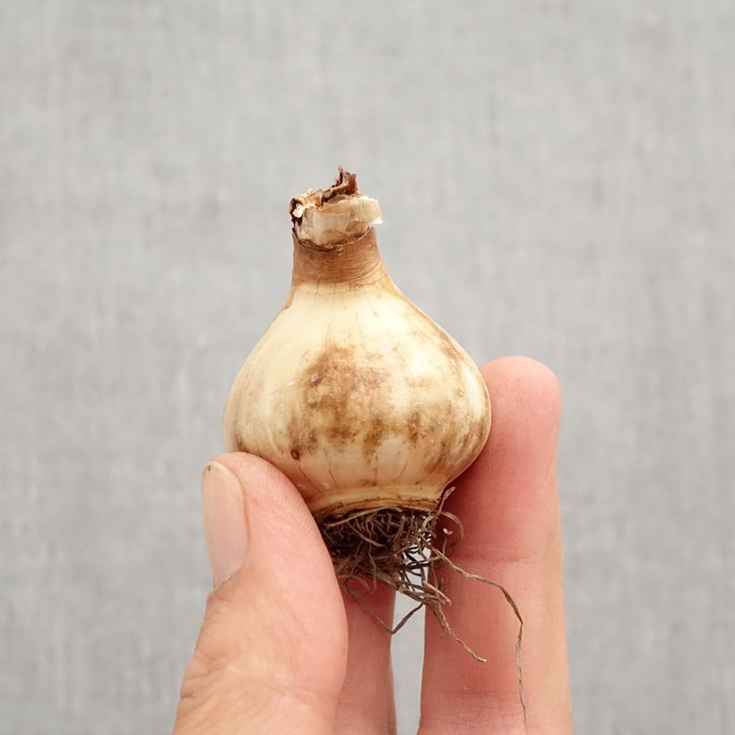 Exemplaar van Narcissus Parabole - Grootkronige narcis Bol kaliber 12+ zoals geleverd in de herfst