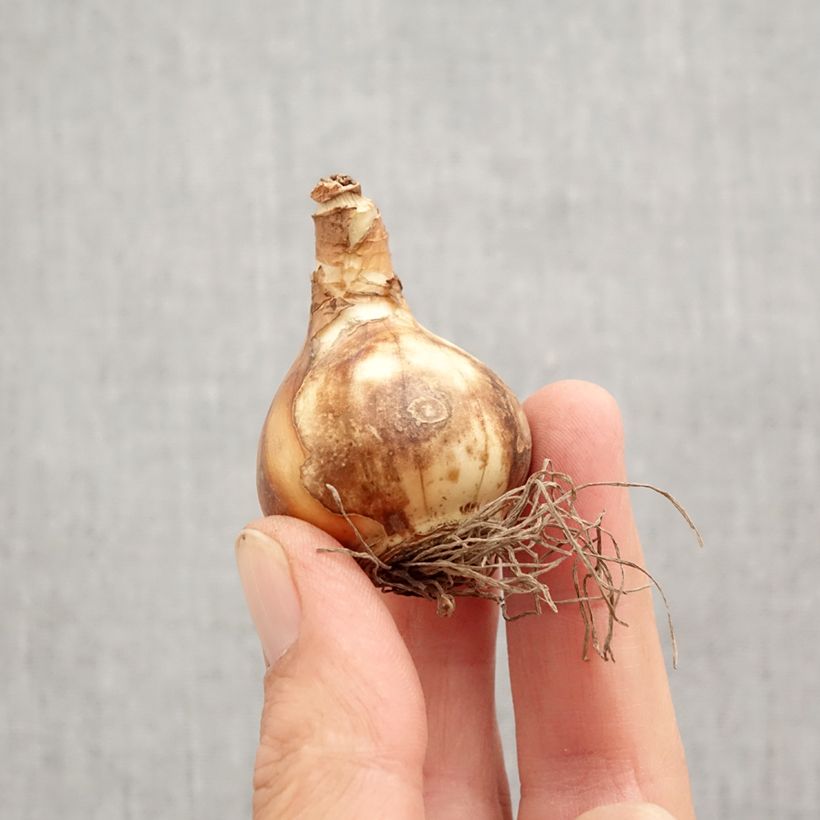 Exemplaar van Narcissus Petit Four - Dubbele narcis Bol kaliber 12+ zoals geleverd in de herfst