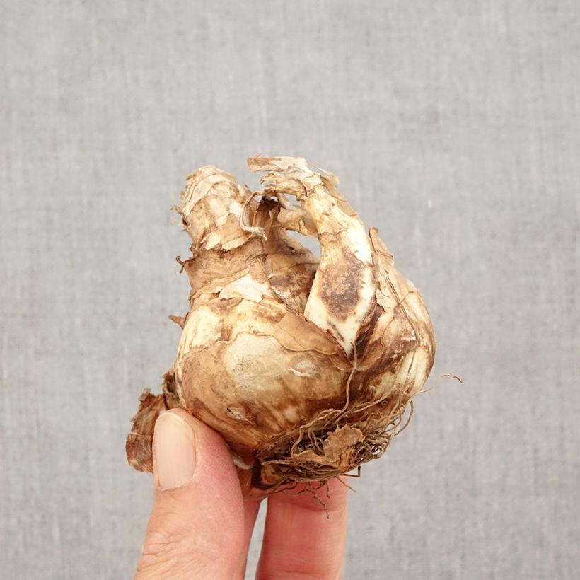 Exemplaar van Narcissus Piper's End - Kleinkronige narcis Bol kaliber 14+ zoals geleverd in de herfst