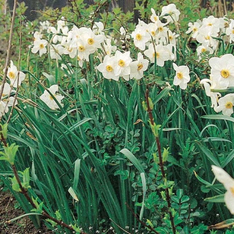 Narcissus poeticus Actaea - Dichtersnarcis (Groeiplaats)