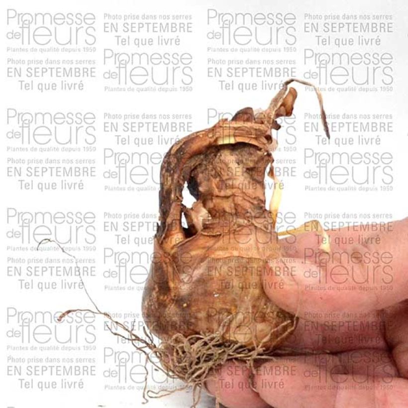 Voorbeeld van een exemplaar van Narcissus poeticus Albus Plenus Odoratus - Dubbele Dichtersnarcis Bol kaliber 12+ zoals geleverd