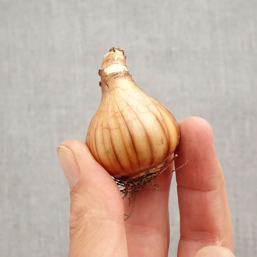 Exemplaar van Narcissus poeticus Albus Plenus Odoratus - Dubbele Dichtersnarcis Bol kaliber 12+ zoals geleverd in de herfst