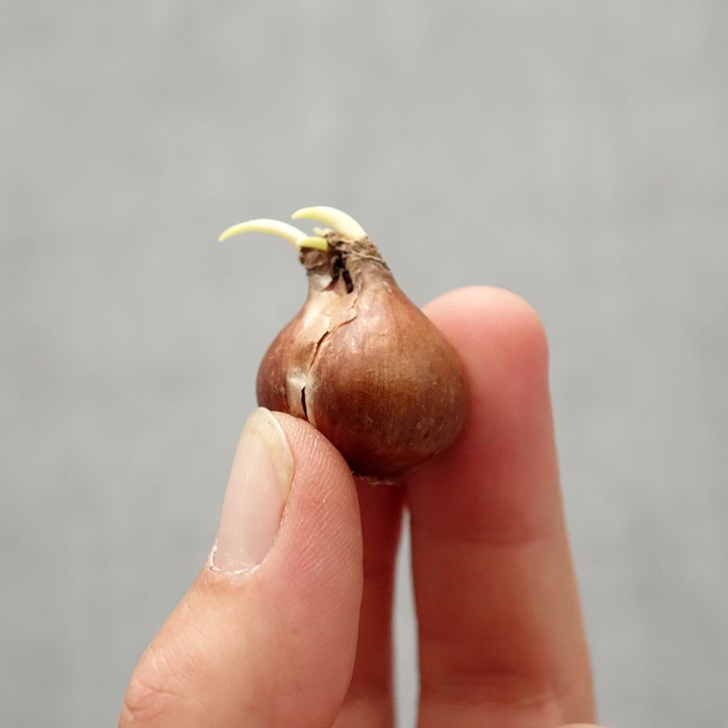 Exemplaar van Narcissus pseudonarcissus - Wilde narcis Bol kaliber 4 zoals geleverd in de herfst