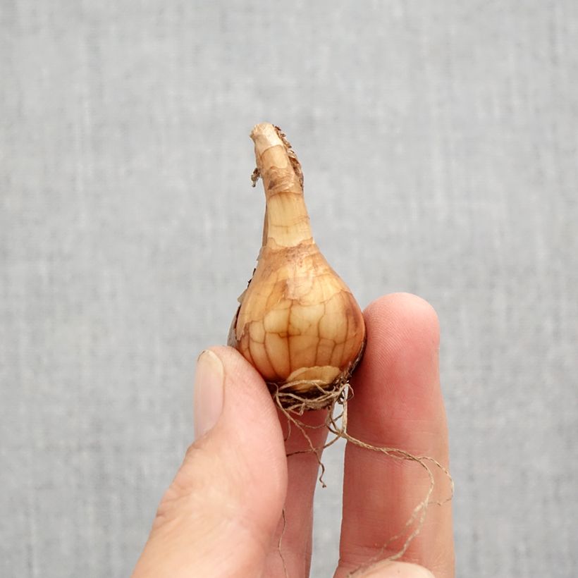 Exemplaar van Narcissus jonquilla Pueblo - Jonquilla narcis Bol kaliber 10+ zoals geleverd in de herfst