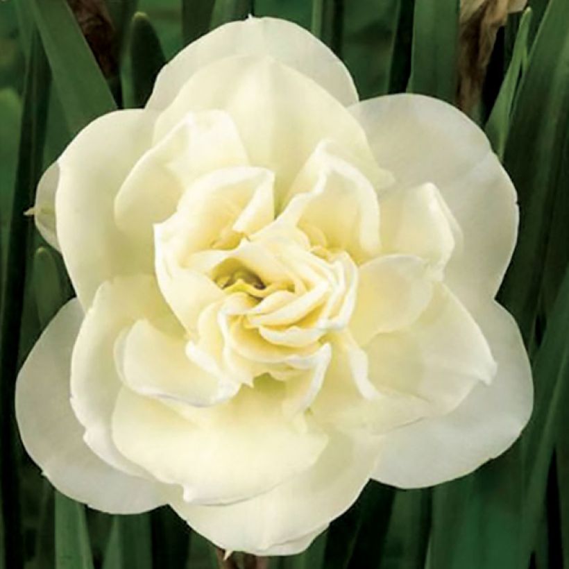 Narcissus Rose of May - Dubbele narcis (Bloei)