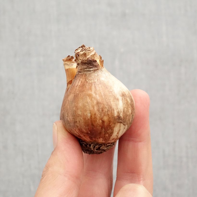 Exemplaar van Narcissus Sabatini - Trompetnarcis Bol kaliber 12/14 zoals geleverd in de herfst