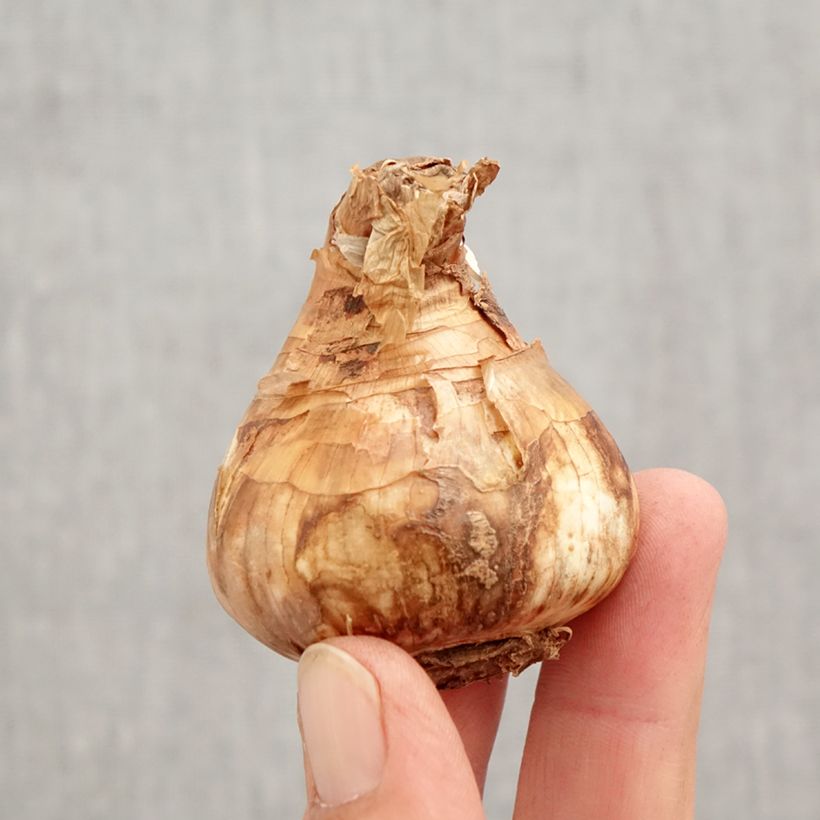 Exemplaar van Narcissus Salomé - Grootkronige narcis Bol kaliber 14/16 zoals geleverd in de herfst