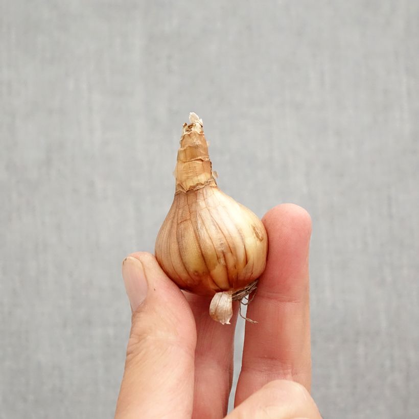 Exemplaar van Narcissus Ségovia - Dwergnarcis Bol kaliber 10+ zoals geleverd in de herfst