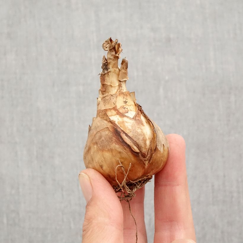 Exemplaar van Narcissus Sentinel - Grootkronige narcis Bol kaliber 12+ zoals geleverd in de herfst