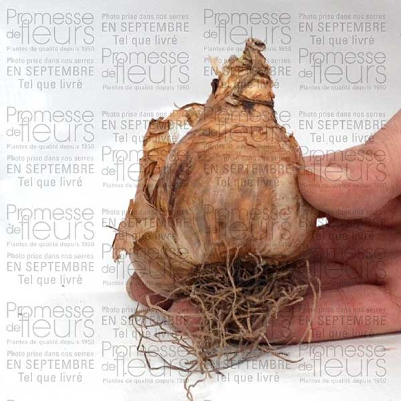 Voorbeeld van een exemplaar van Narcisse Sherborn Bulbe calibre 12+ zoals geleverd