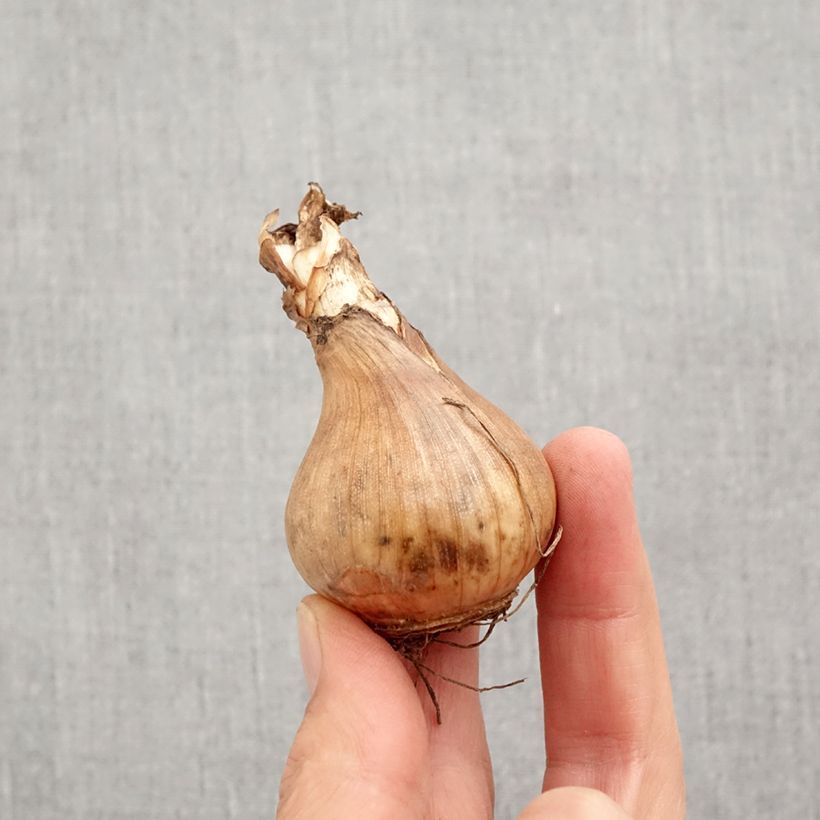 Exemplaar van Narcissus Sinopel - Kleinkronige narcis Bol kaliber 12+ zoals geleverd in de herfst