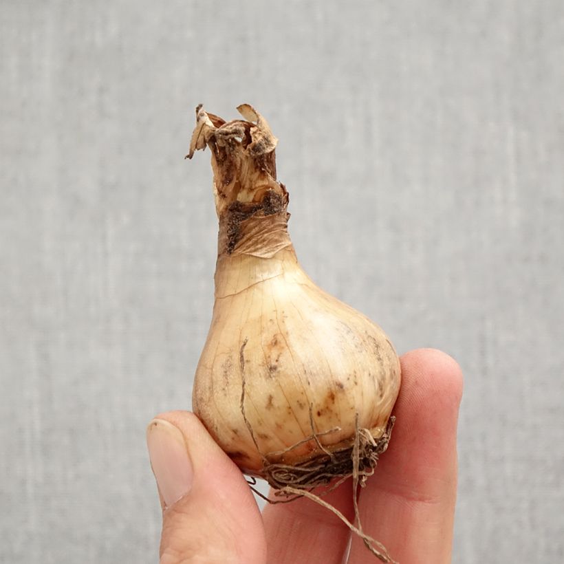 Exemplaar van Narcissus Sorbet - Spleetkronige narcis Bol kaliber 12+ zoals geleverd in de herfst