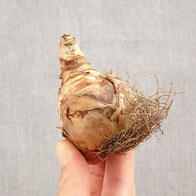 Exemplaar van Narcissus Spellbinder - Trompetnarcis Bol kaliber 14+ zoals geleverd in de herfst