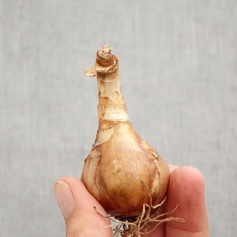 Exemplaar van Dwergnarcis Spring Sunshine - Dwergnarcis Bol kaliber 12+ zoals geleverd in de herfst