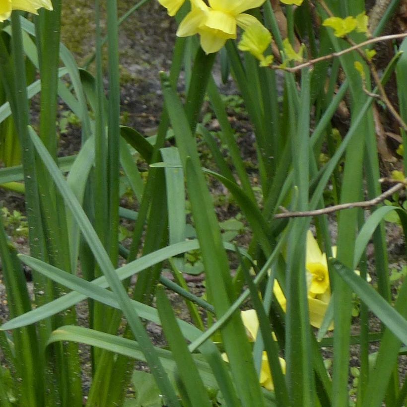 Narcissus Stint - Triandrus-narcis (Blad)